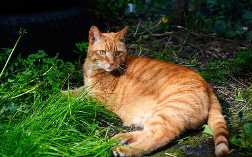 1753748 (a): :1920x1200